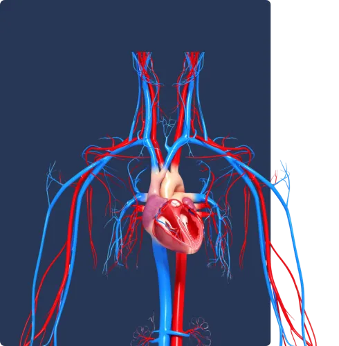 Premium Pulmonary